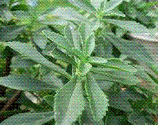 供应救心菜种苗